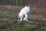 BOULEDOGUE AMERICAIN 022